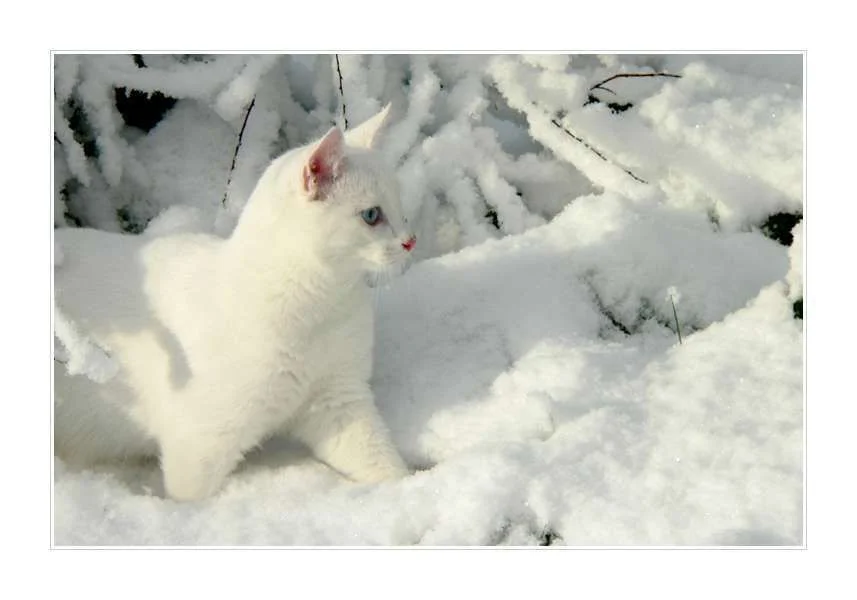 White_Snow___White_Cat_I_by_ace_of_finland.webp