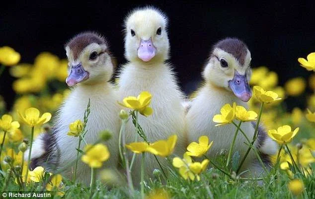 Who are you calling an ugly duckling The amazing shots of Richard Austin.webp