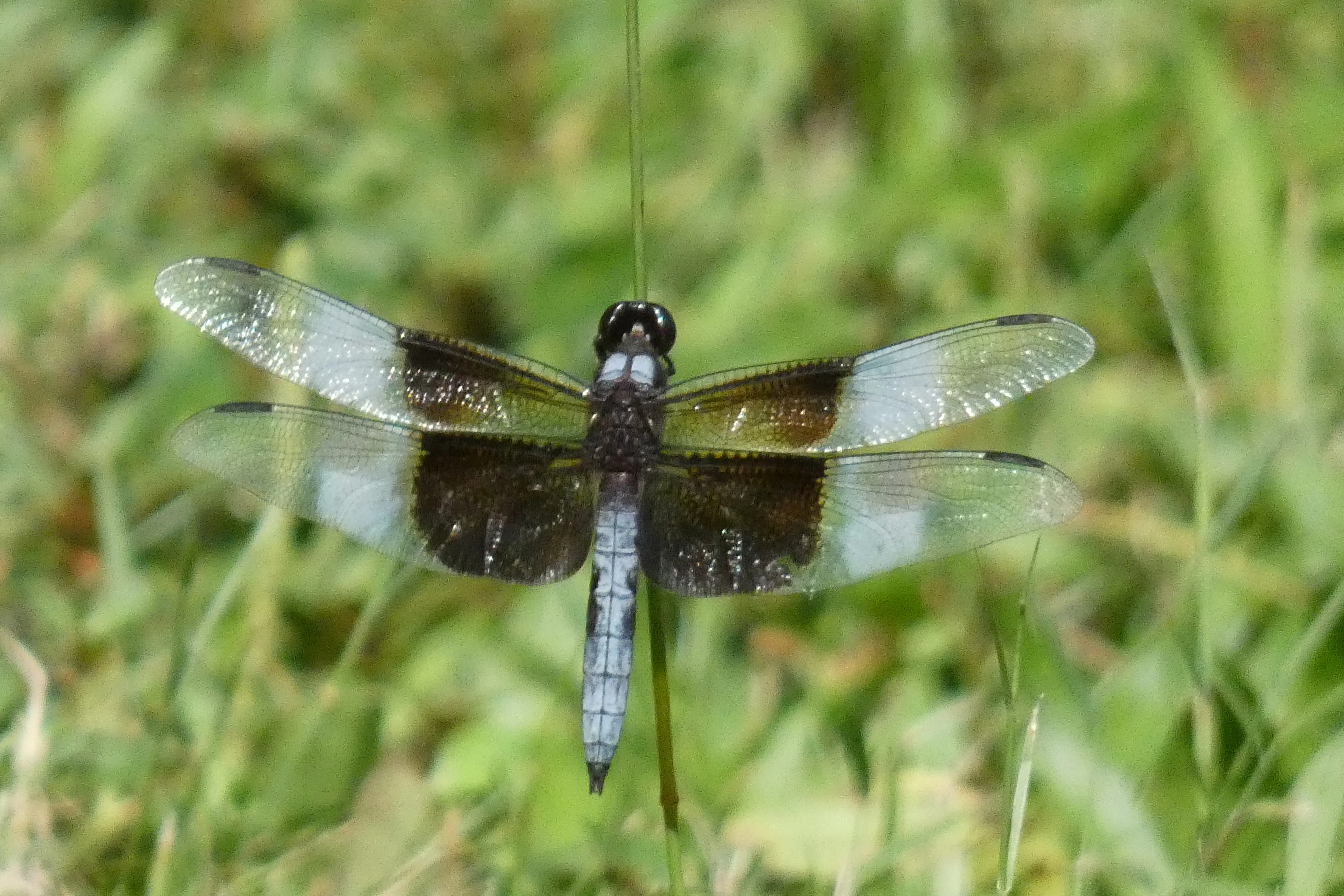 Widow skimmer.webp