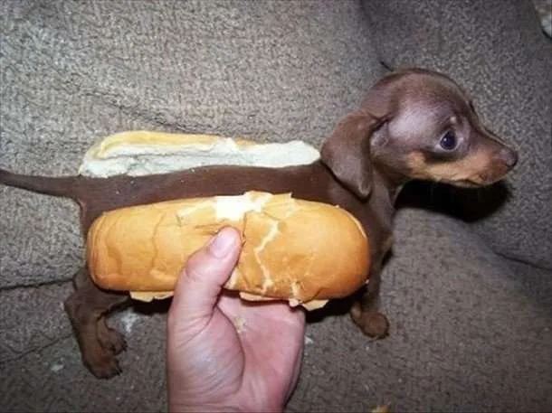 wienerdog.webp