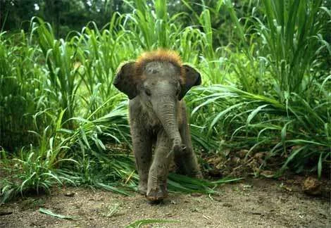 wild-baby-elephant.webp