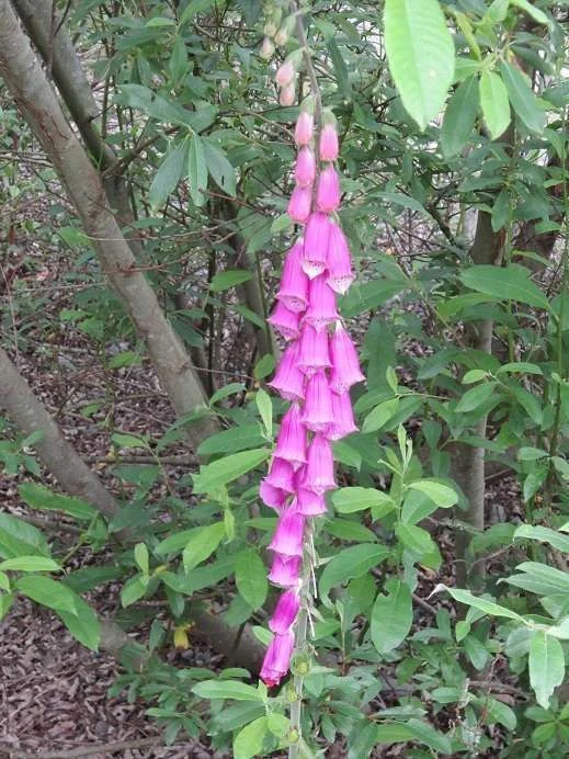 Wild Flower.webp