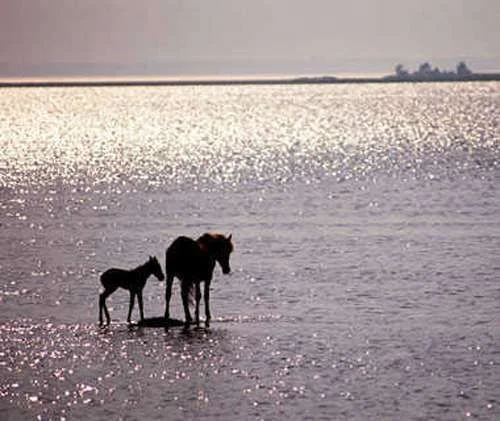 Wild ponies in Chincoteague, VA.webp