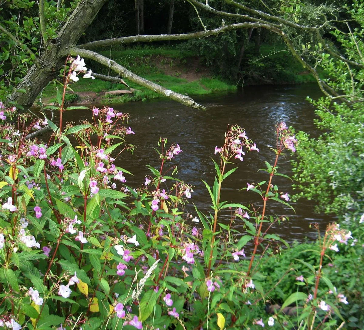 Willowherb 1.webp