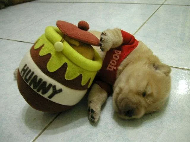 Winnie The Pooh.webp