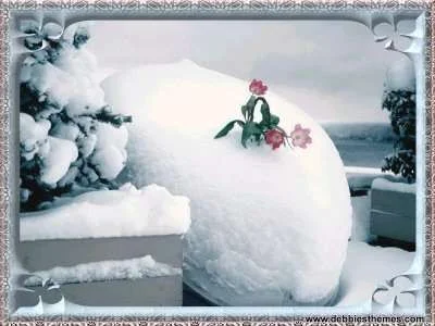 Winter Bloom Wallpaper.webp