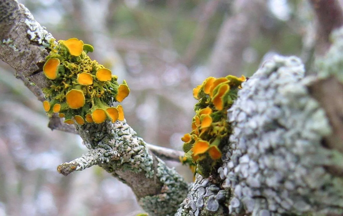 Winter Blooms.webp