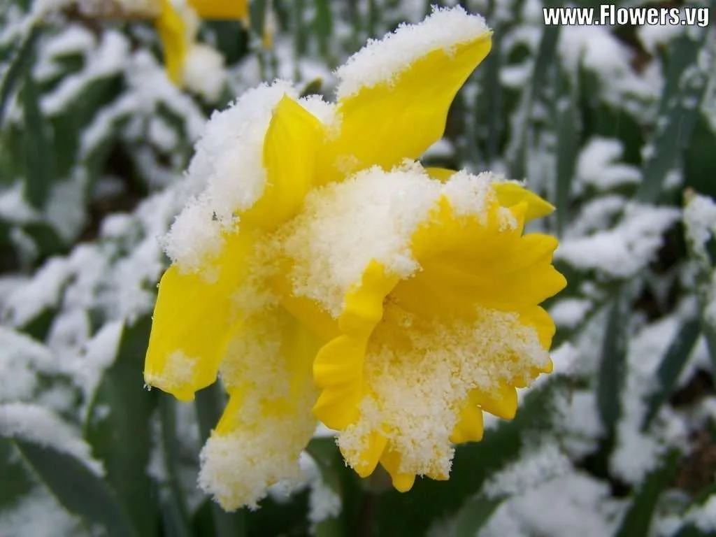 winter_flowers_daffodil_yellow.webp