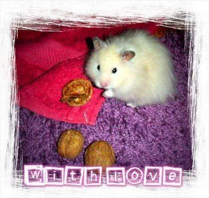 withlovefinn.webp