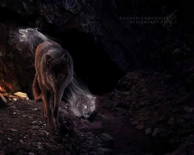 wolf 1.webp