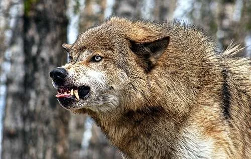 WOLF3.webp