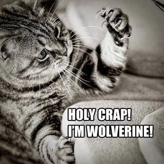 Wolverine.webp