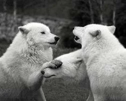 Wolves.webp