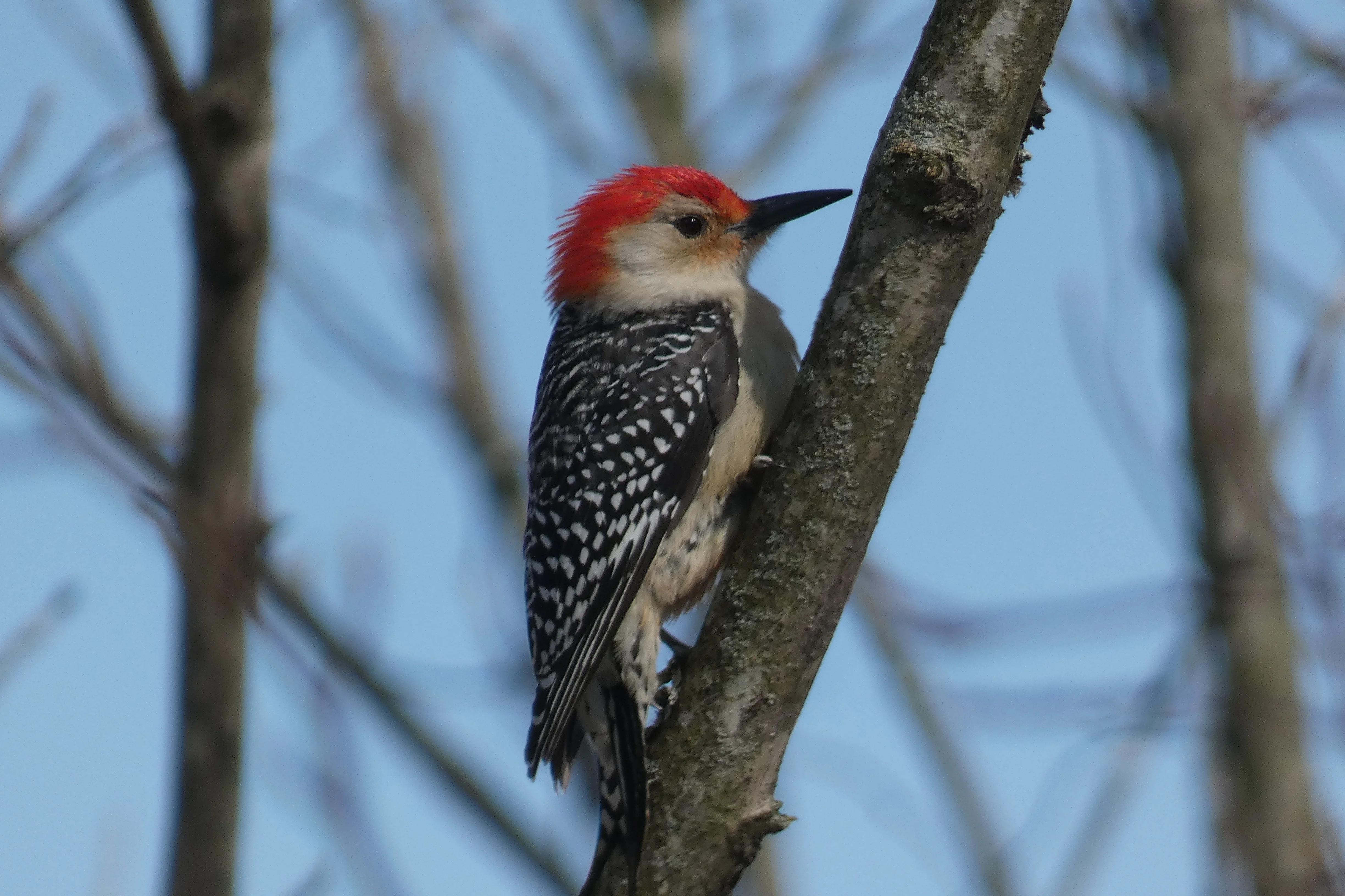 woodpecker_4.webp