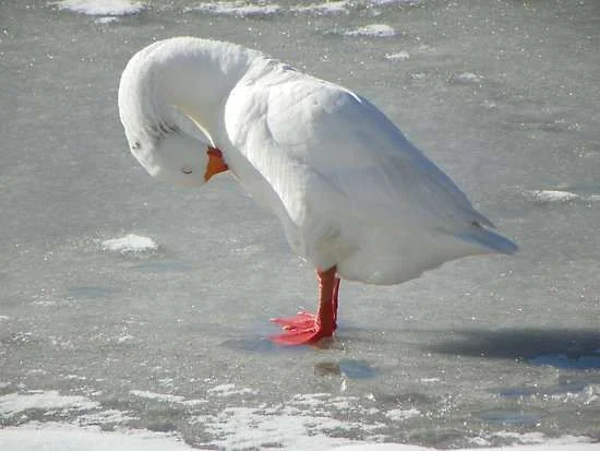 work_6700418_1_flat,550x550,075,f_will-someone-please-help-me-with-my-feathers.webp
