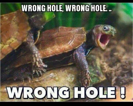 wrong hole.webp