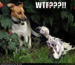 WTF.webp
