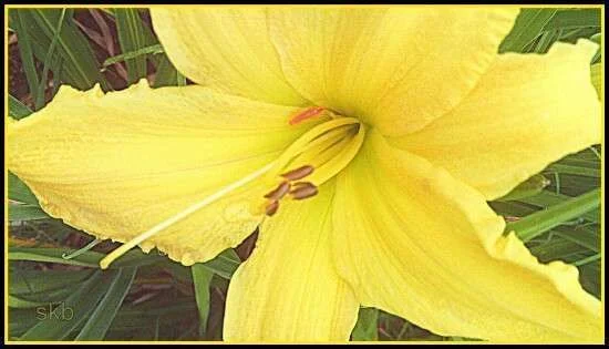 Yellow Beauty.webp