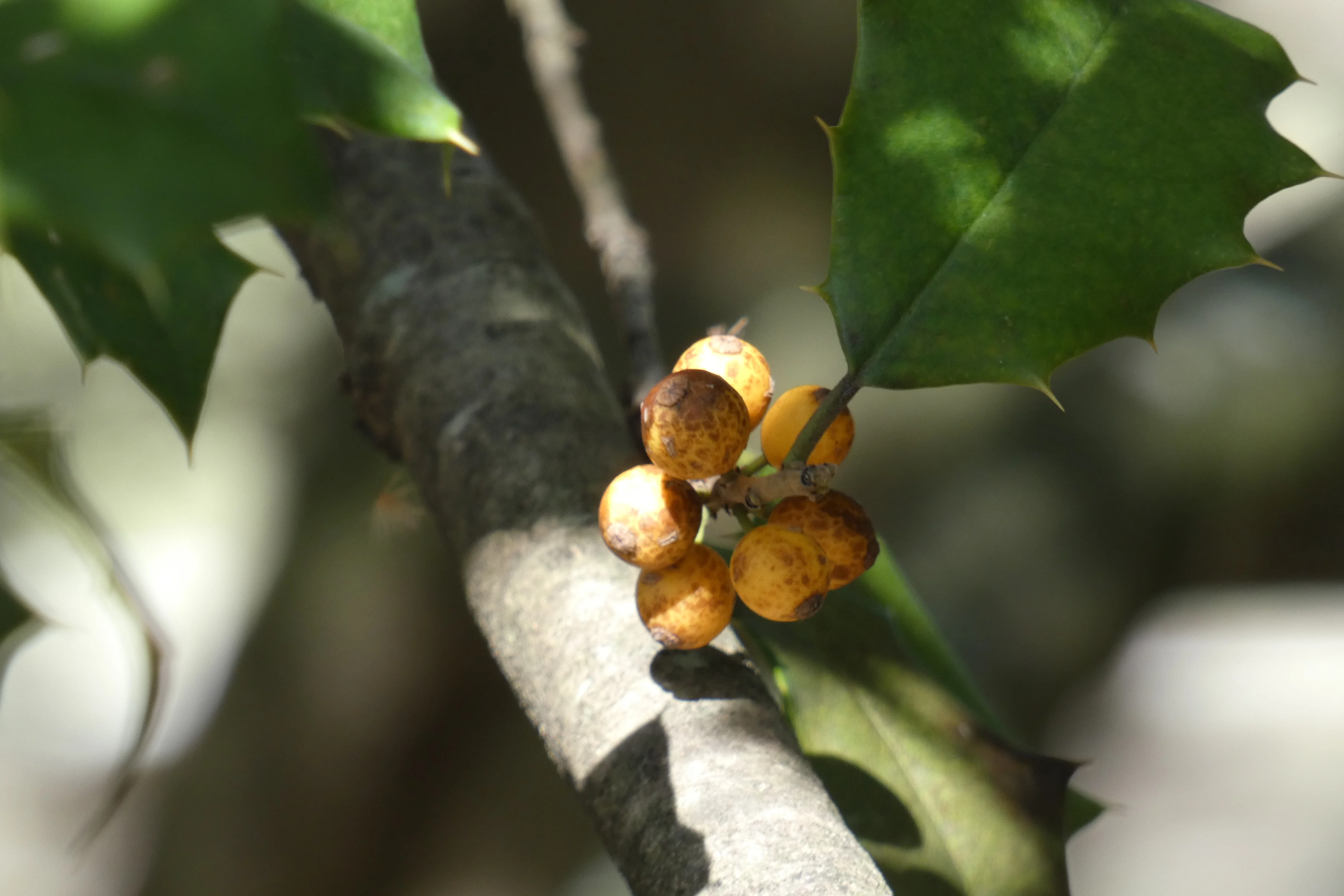 yellow berries.webp