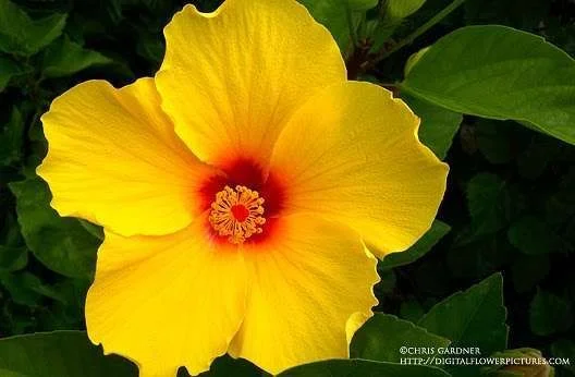 yellow hibiscus.webp