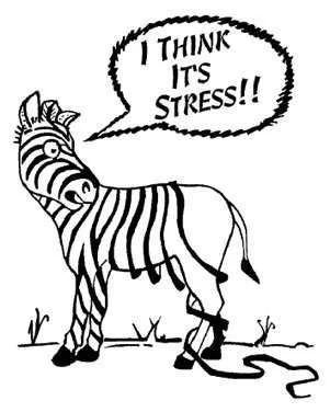 zebra-stress.webp