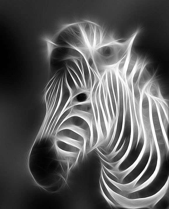 zebra.webp