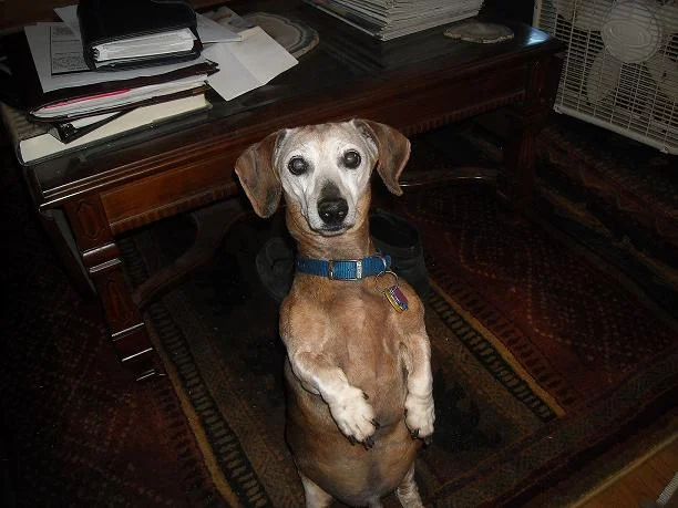 Ziggy.webp