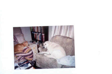 nap buddies.webp