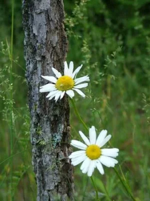 2 Daisies II.webp