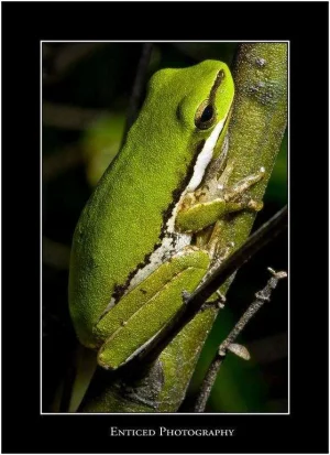 Frog 3.webp