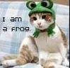 iamafrog.webp