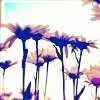 flowers_white.webp