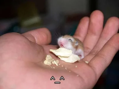 Mouse in Palm of Hand.webp