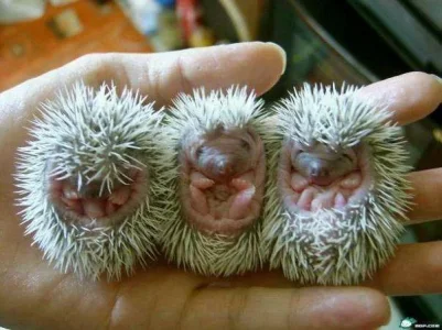 Baby Porcupines.webp