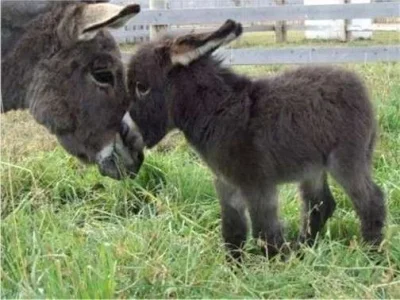 Baby Donkey.webp