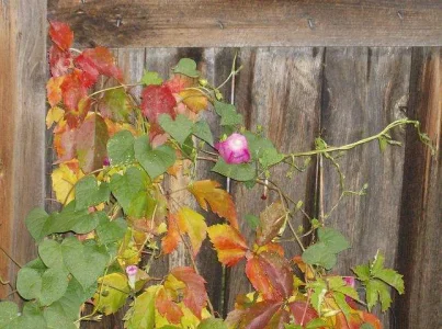fall colors1 10-9-06.webp