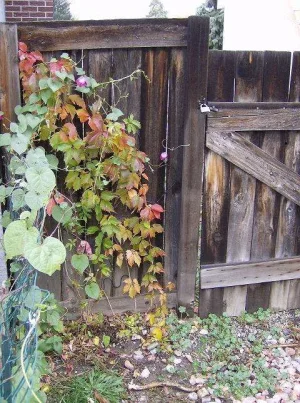 fall colors 10-9-06.webp