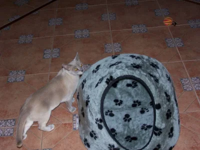 100_0146.webp