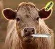 Cow with doobie.webp