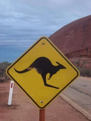 996988-Kangaroo-Crossing-2.webp