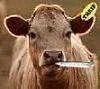 TessasCow.webp