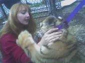 Tiger kat.webp