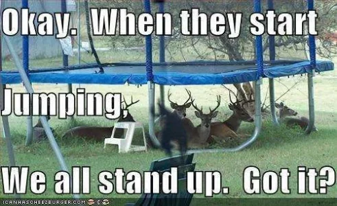 funnypicturesdeerundertrampoline750386.webp