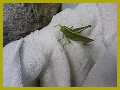 6-grasshopper-chair.webp
