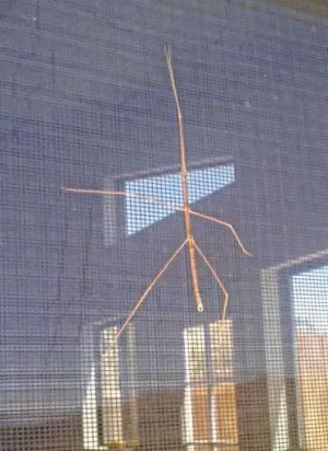 1-walking-stick.webp