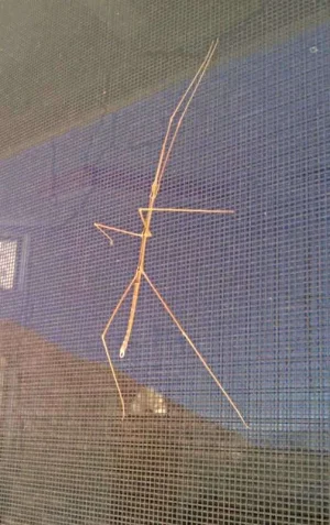 2-walking-stick.webp