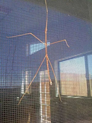 3-walking-stick.webp