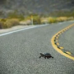 1-mojave-tortoise-flickr.webp