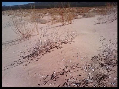 7-dunes-flora.webp