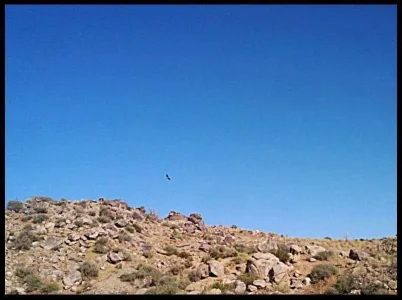 8-red-tail-hawk.webp